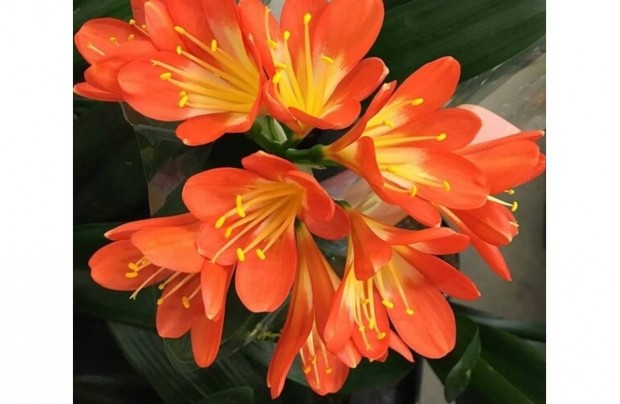 Klivia, szobaliliom/narancsliliom Clivia miniata