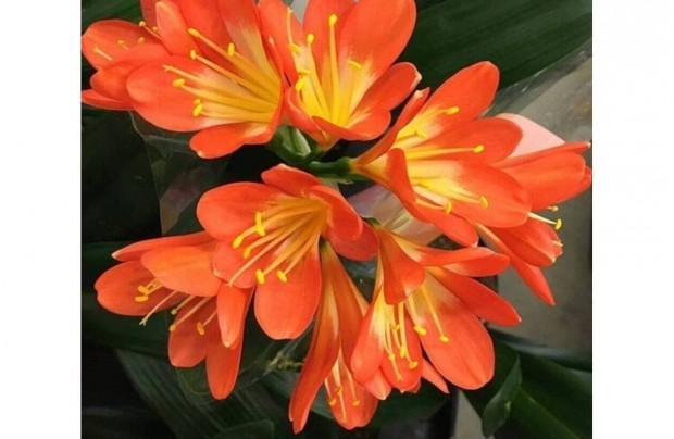 Klivia, szobaliliom/narancsliliom Clivia miniata