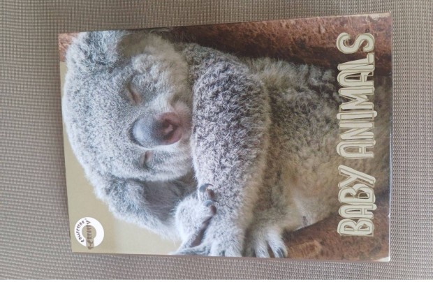 Koalamacis kicsi fzetbox