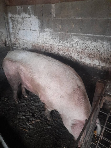 Koc�k. v�g�sra. elad�k