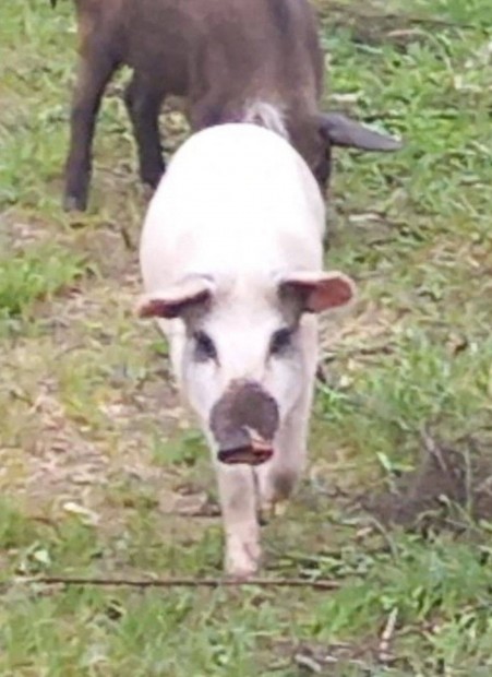 Kocnak val 4 hnapos emse mangalica x duroc-nagyfehr