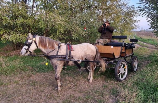 Kocsis p�ni elad�