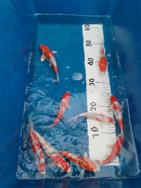 Koi-aranyhal-kecsege-albino harcsa