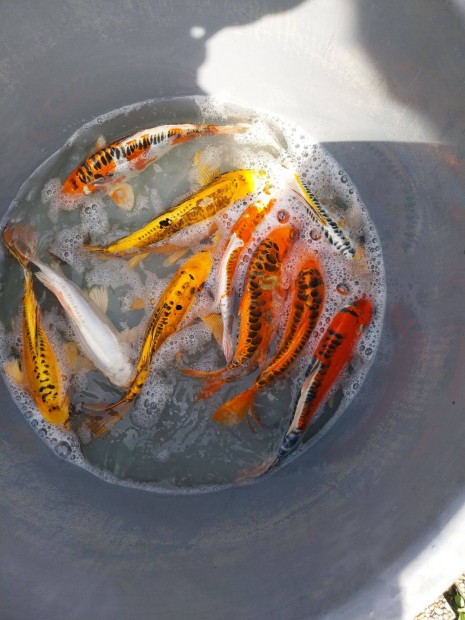 Koi pontyok,aranyhalak,vizinvnyek eladk!