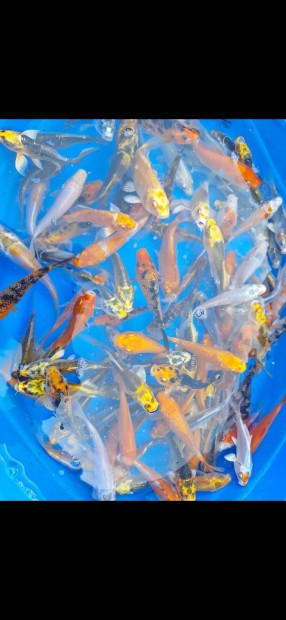 Koi pontyok eladk