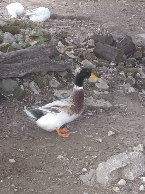 Kltzne egy idn nyri bbos vadas szn magyar kacsa gcsr