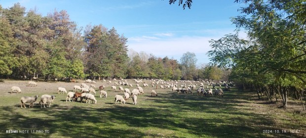 Kltzne ngy darab Ilde France kos 