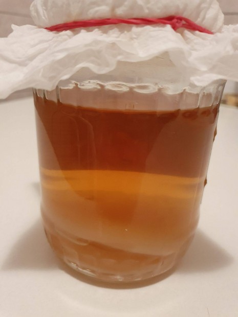 Kombucha gomba