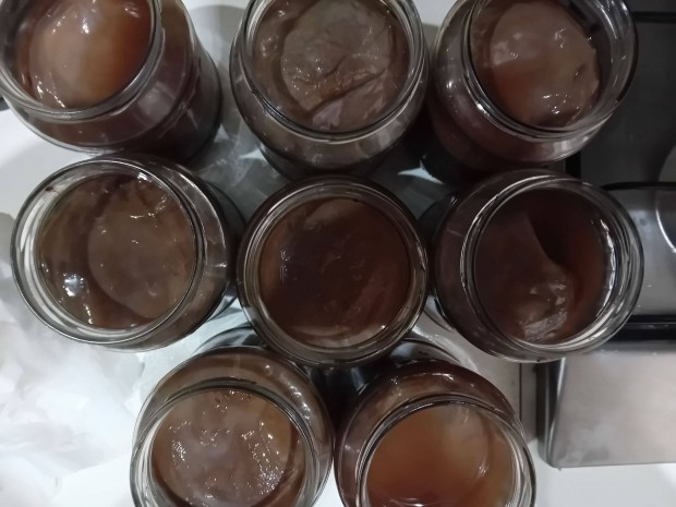 Kombucha scoby /db