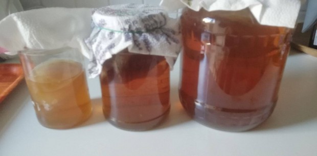 Kombucha tea ksztshez gomba, egszsges