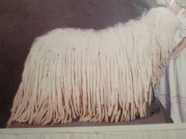 Komondor, komondor szuka