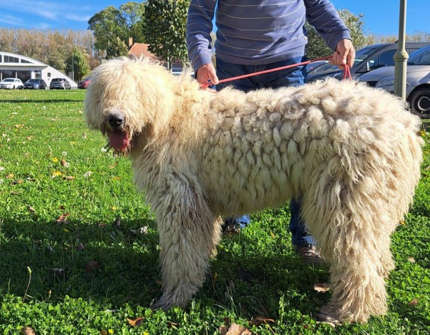 Komondor egy ves kan j otthont keres