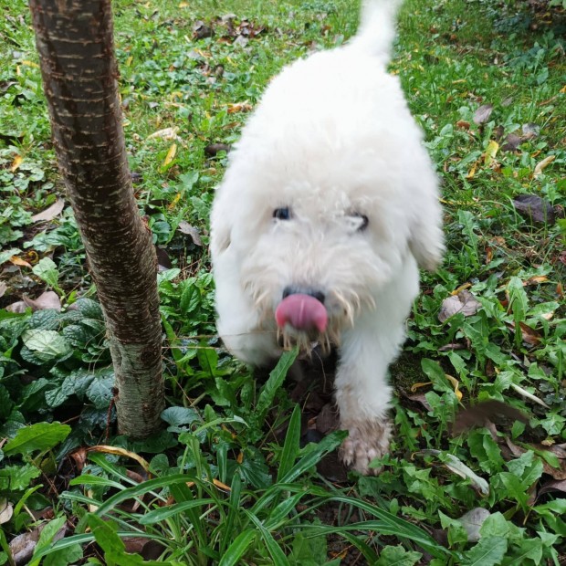 Komondor fajtajelleg kan kiskutya ingyen elvihet