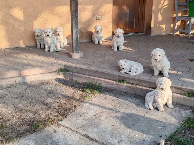 Komondor fajtatiszta jelleg kiskutyk