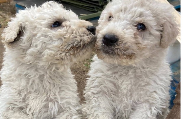 Komondor fajtatiszta jelleg kiskutyk ingyen elvihetk