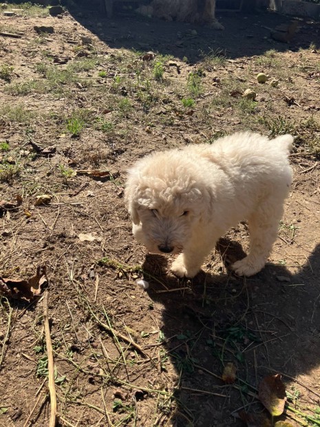 Komondor jelleg kiskutya