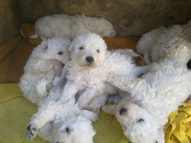 Komondor jelleg kiskutya ingyen elvihet