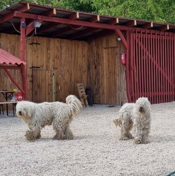 Komondor jellegű kiskutyák ingyen elvihetők