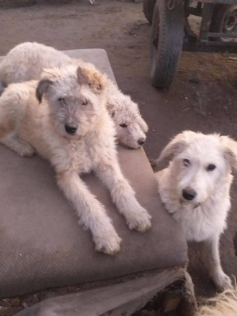 Komondor keverkek 5 hnaposak Ingyen Gyr