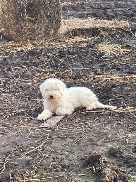 Komondor kiskutyk eladk