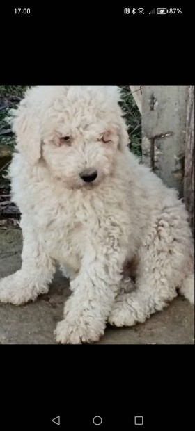 Komondor kiskutyak ingyen elvihetok 