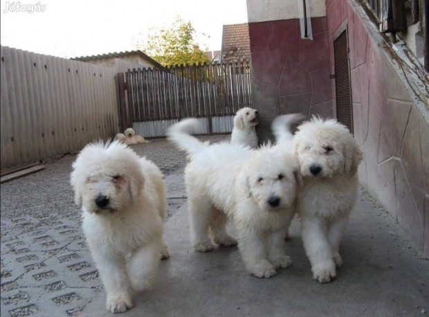 Komondor klykk