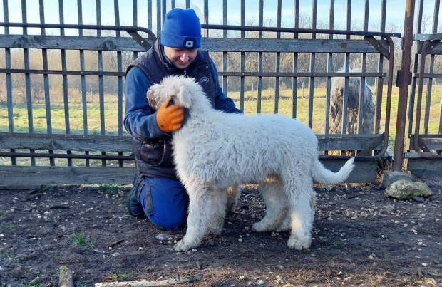 Komondor trzsknyves klykk eladk