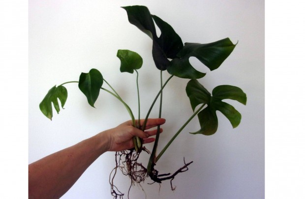 Könnyezőpálma Monstera Könnyező pálma Filodendron Újpest központ közel