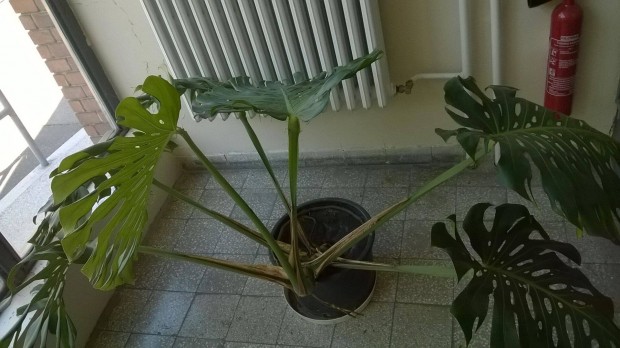 Knnyezplma Monstera deliciosa