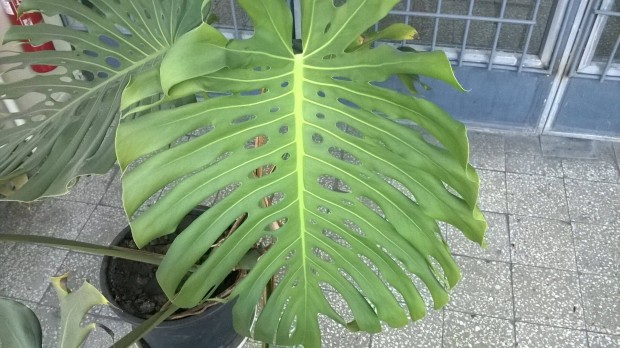 Knnyezplma Monstera deliciosa nagy mret elad