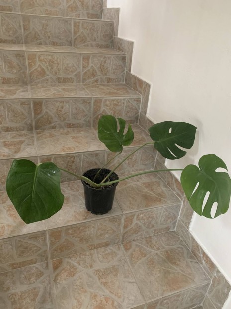 Knnyezplma filodendron Monstera