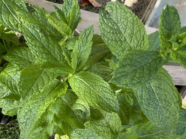 Kontneres borsmenta - Mentha x piperita - bors menta fszernvny