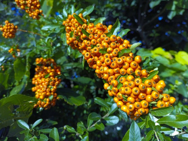 Kontneres tztvis - Pyracantha Orange s Yellow Glow