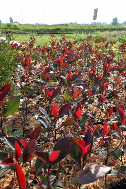 Korall berkenye trpe Photinia Little Red Robin