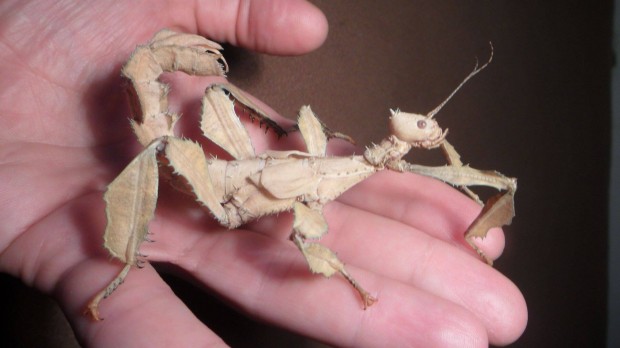 Koronás levéllábú botsáska, Extatosoma tiaratum