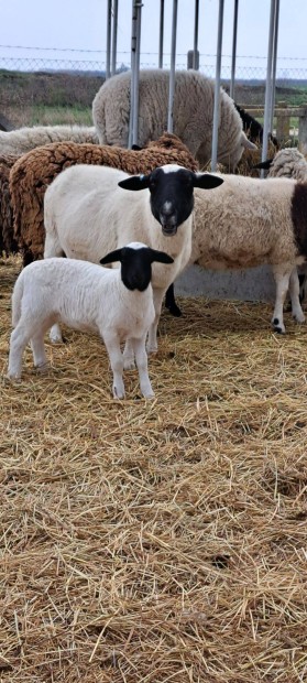 Kos,jerke,b�r�ny