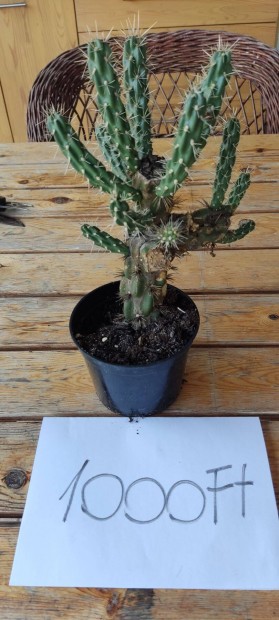 Ktlkaktusz (Cylindropuntia imbricata)