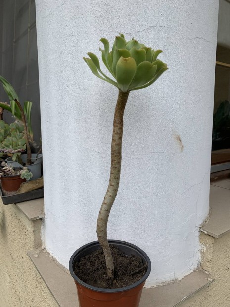 Kvirzsacserje 40 cm magas Illatos