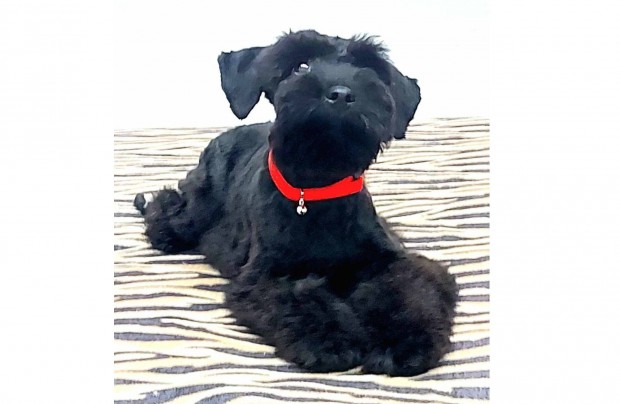 Közép Schnauzer kiskutyák ritka színekben is kaphatók és előjegyezhető