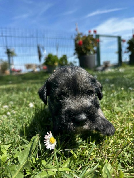 Kzp schnauzer fajta jelleg kiskutyk