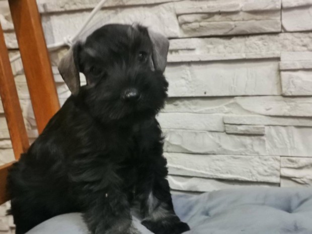 Kzp schnauzer kiskutya