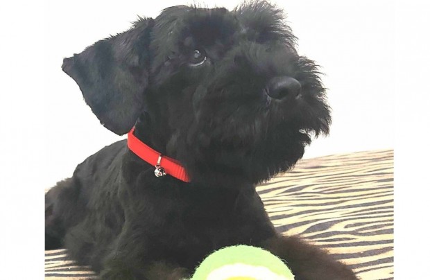 Közép schnauzer kölykök fekete színben eladók