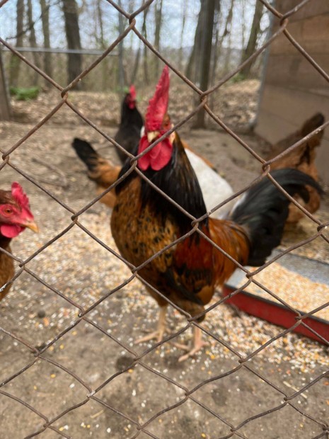 K�z�p t�rpe nagyon sz�p extra nagytaraj� kiskakas elad�