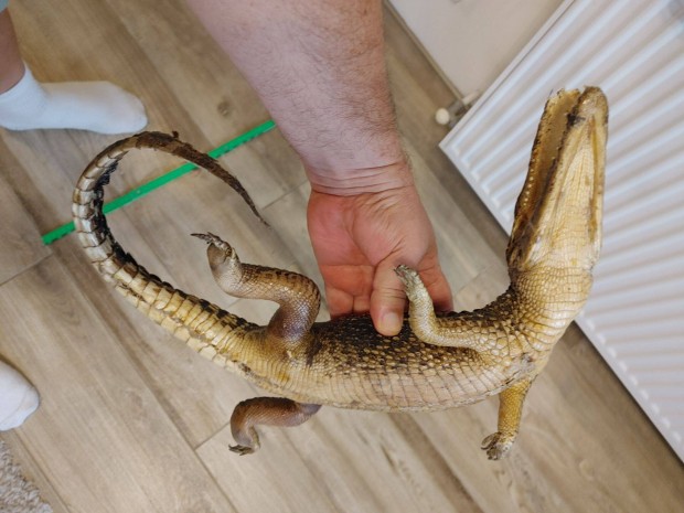 Krokodil prepartum kb.30 cm