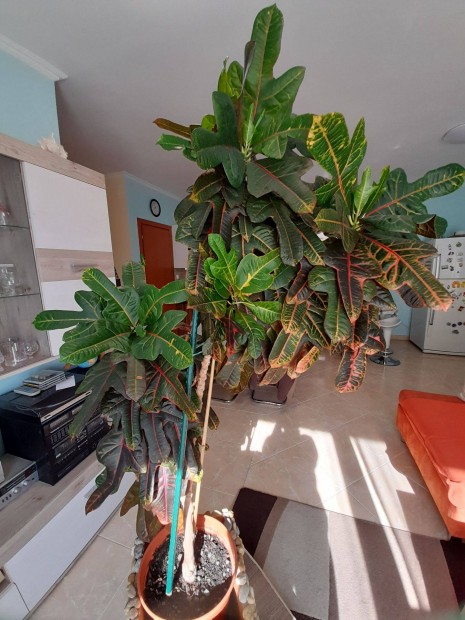 Kroton, 160 cm magas