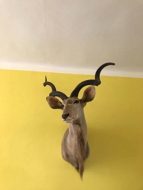 Kudu bika - afrikai - trfea