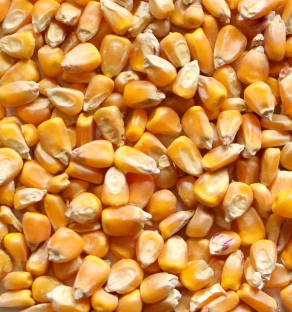 Kukorica elad - 4 mzsa Somogy megye