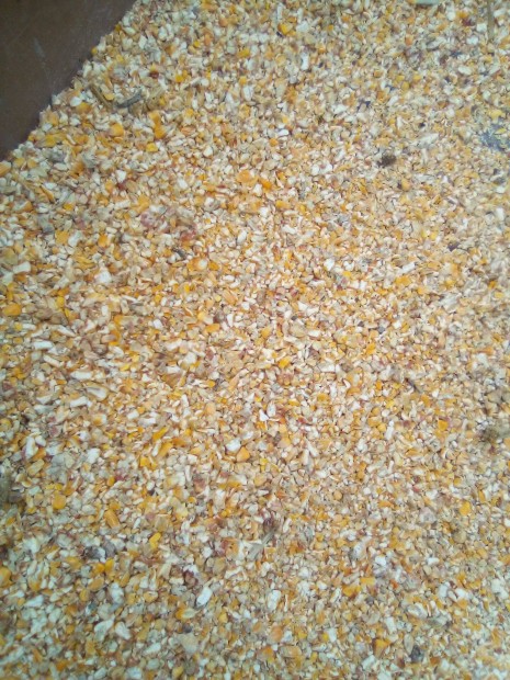 Kukorica roppantott szem szárítottan eladó Győrben 8000 Ft_q (kb. 4-5