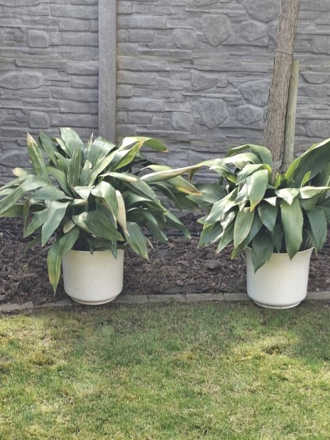 Kukoricalevel d�szn�v�ny nagym�ret�