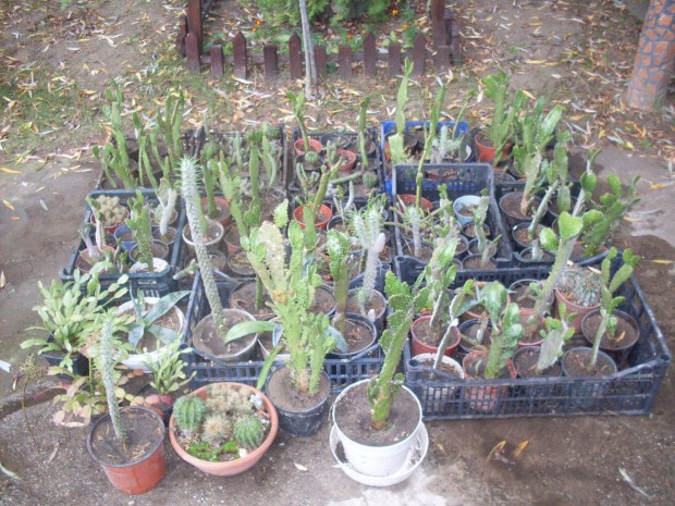 Klmbz kaktuszok